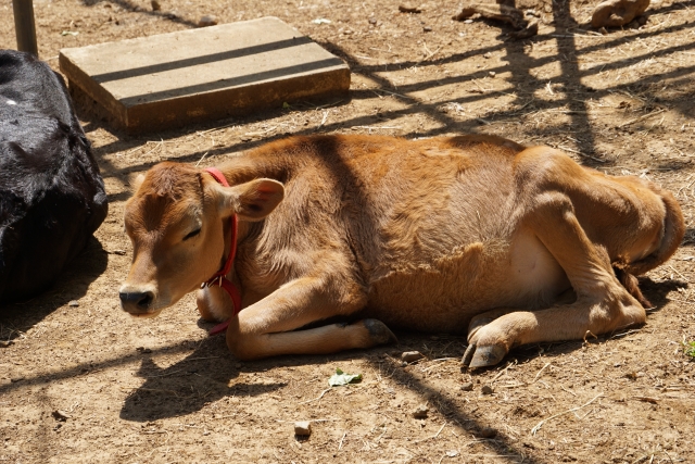 埼玉県こども動物自然公園