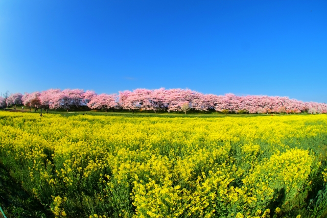 権現堂公園