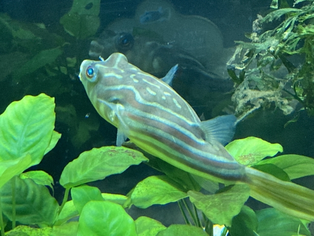 カワスイ川崎水族館