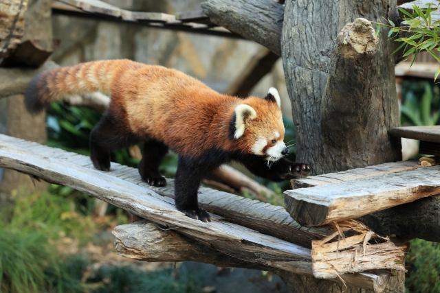 野毛山動物園