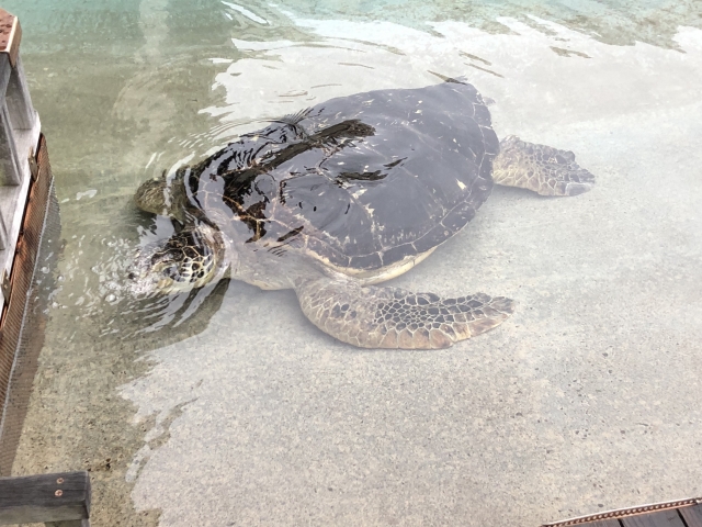 新江ノ島水族館